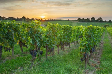 Visuel vignoble cas client